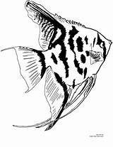 Angelfish Coloring Freshwater Printable Pages Fish Size Color Click Own sketch template