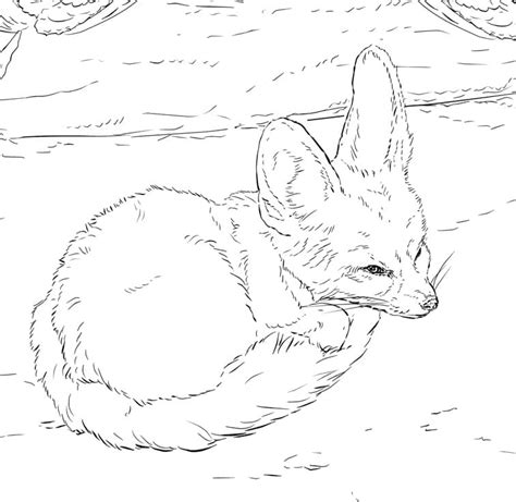 babies fennec foxes coloring page  printable coloring pages  kids