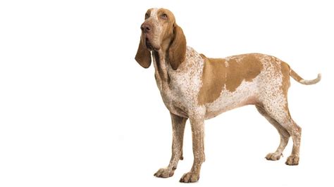 bracco italiano dog breed information purina
