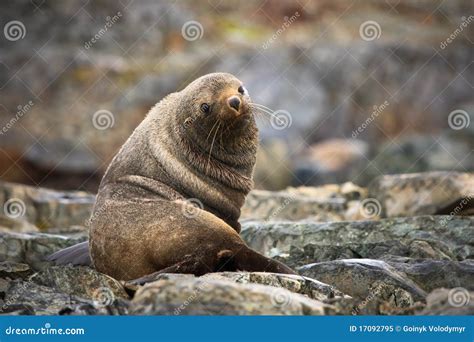 brown seal stock image image  outdoors aquatic
