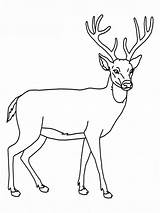 Deer Coloring Pages Color Animals Animal sketch template