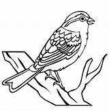 Sparrow Clip Birds Bird Coloring Clipart Drawing Worksheet Pages Kindergarten Line Outline Color Insects Printable Chipping Fruit Cartoon Iii Animals sketch template