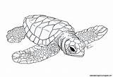 Turtle Sea Drawing Baby Leatherback Coloring Turtles Pages Getdrawings Probably Bio Started Ago While Japanese Wallpapers Visit Choose Board sketch template