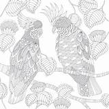 Coloring Marotta Millie Pages Adult Bird Choose Board Tropical sketch template