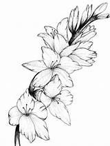 Gladiolus Drawings Gladiolas Gladioli Linework Sleevetattoos Stomach Daisy Colorier Printable sketch template