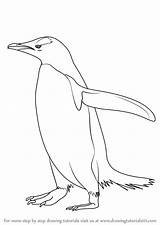 Penguin Gentoo Antarctic Drawingtutorials101 sketch template