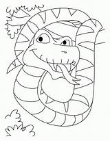 Jumbo Cobra Snakes Bestcoloringpages Coloringhome sketch template