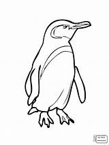 Baby Penguin Coloring Pages Penguins Clipartmag sketch template