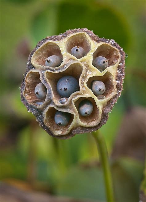 lotus seedpod  seed pods seeds poppy flower