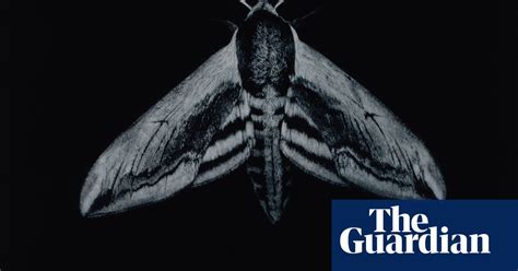 moths britain s under threat nocturnal treasures in pictures art