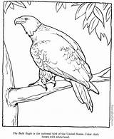 Eagle Adler Patriotic Ausmalbilder Coloriages Kolorowanki Kostenlos Animaux Dla Coloriage Raisingourkids sketch template