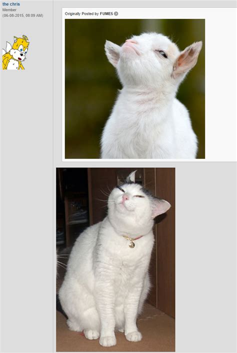 Goat Comparison Smug Cat Know Your Meme