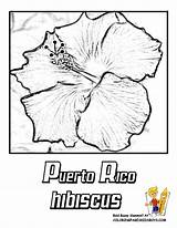 Rico Coloring Rican Dibujos Hibiscus sketch template