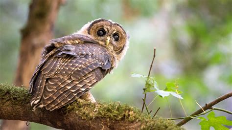 northern spotted owls bullied  californias threatened species list audubon