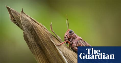 billions of locusts swarm through kenya in pictures world news