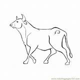Bull Coloring Pages Ferdinand Charging Adults Kids Template Popular Coloringhome sketch template