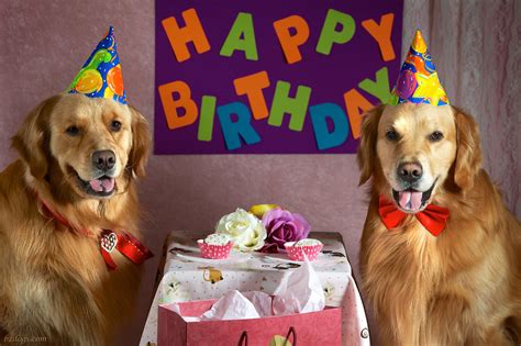 bz dogs happy birthday