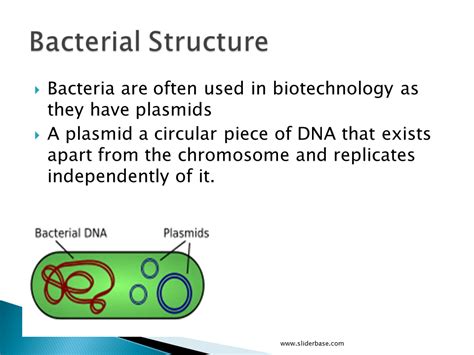 recombinant dna  polymerase chain reaction