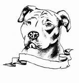Pitbull Bulls Bull Pitbulls Stencils Golfian Chien Staffordshire Dogo Ouvrir Publicada Imagen sketch template
