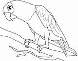Parrot Papagaio Colorir Desenhos Araras Papagei Perroquet Kolorowanki Arara Galho Papagayo Papugi Coloriage Luau Animaux Ptaki Desenhar Papuga Ausdrucken Loros sketch template