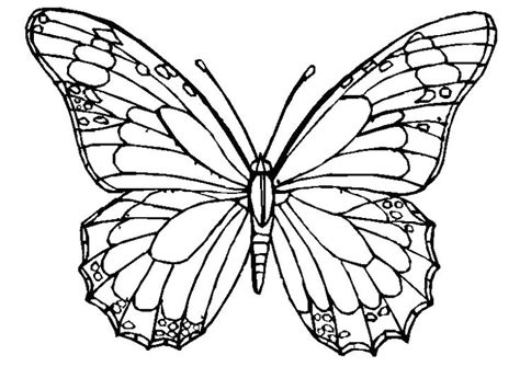 printable butterfly coloring pages  adults  images