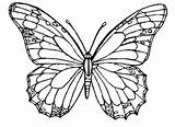 Butterfly Coloring Pages Butterflies Template Drawing Simple Blank Adult Print Flower Printable Realistic Sketch Flowers Wings Adults Small Templates Color sketch template