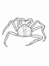 Crab Crabe Krab Kolorowanki Dzieci Crustacean Coloriages Animaux Designlooter Bestcoloringpagesforkids sketch template