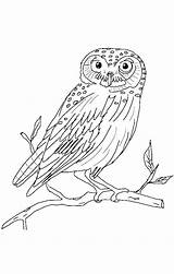 Owl Barn Coloring Color Pages Realistic Drawing Owls Sweet Getcolorings Printable Getdrawings sketch template