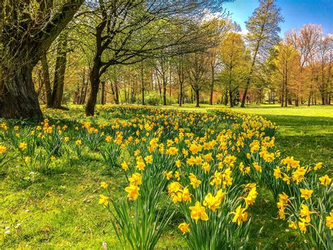 daffodil gardens national garden scheme