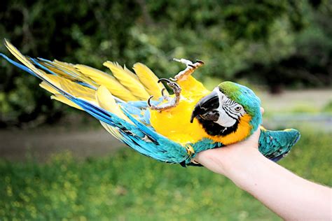 teach cool tricks   lovely pet birds  home