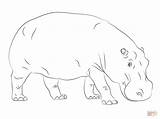 Hippo Hippopotamus sketch template