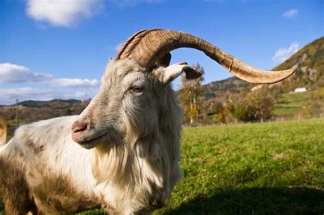 Man Jailed For Six Weeks After Having Sex With A Goat