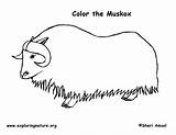 Ox Musk Coloring Template Pages Muskox Please Exploringnature sketch template