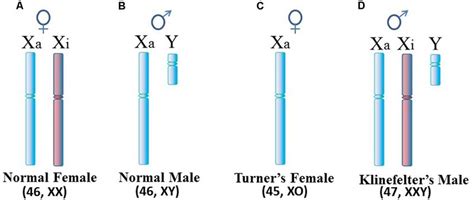 Human Sex Chromosomes A Normal Female Cells Contain An Active X Xa