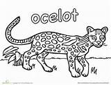 Ocelot Kittens sketch template