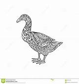 Duck Zentangle Coloring Dreamstime Preview Illustration sketch template