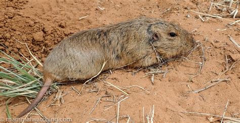 yellow faced pocket gopher cratogeomys castanops mammal watching