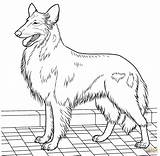 Collie Printable Owczarek Supercoloring Pies Szkocki Kolorowanka Colouring Terrier Długowłosy Drukuj sketch template