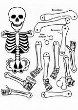 Skeleton Coloring Human Body Kids Choose Board Halloween Pages sketch template