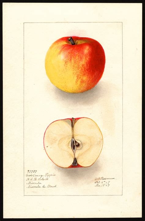 govts trove  beautiful apple paintings