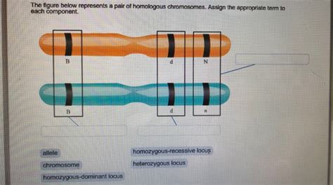 34 which diagram shows a homologous chromosome pair that