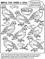 Manna Quail Moses Bible Kids School Crafts Sunday Activities Coloring Preschool Heaven God Story Wilderness Lessons Wachteln Dover Publications Search sketch template