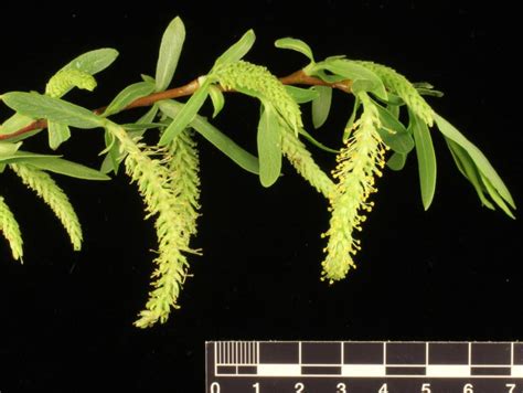 flora of new zealand taxon profile salix matsudana koidz × salix