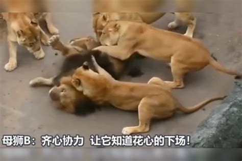 一群母狮竟然撕咬一只雄狮，真是反了天了 雄狮