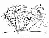Coloring Pages Flower Flowers Anserina Potentilla Mycoloringland Colouring Lively Reason Sheets Enough Any Cute These If Some sketch template