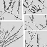 Caulerpa Racemosa Mediterranean Ulvophyceae Branchlets sketch template