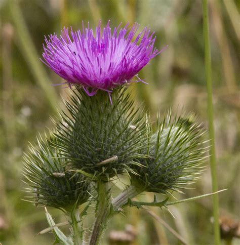 spear thistle naturally