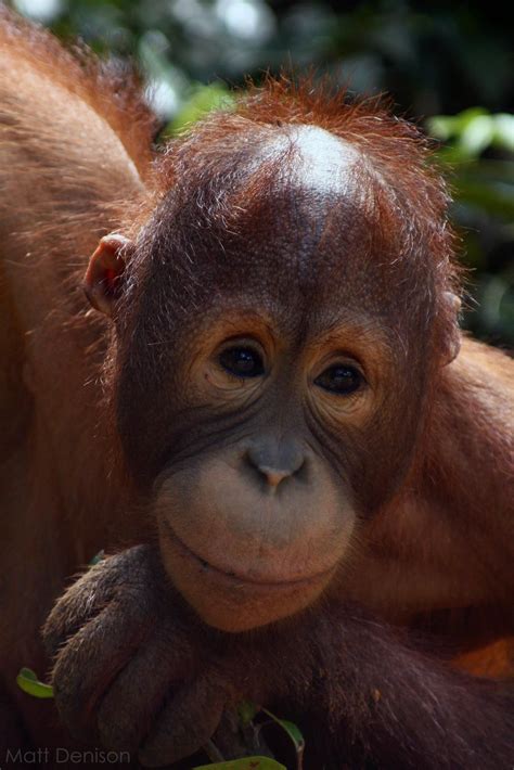 orangutan orangutan cute monkey animals