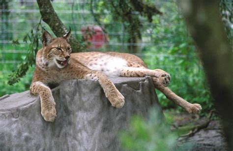 eurasian lynx lynx lynx ground mammals