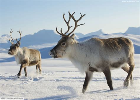 caribou reindeer facts pictures information